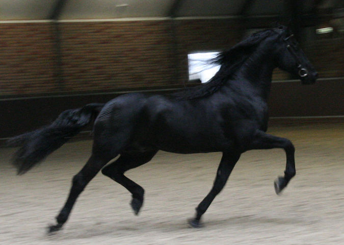 Hengstenshow in Assen 2009